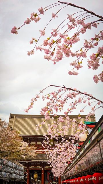 Cherry Blossoms — photography for Travel